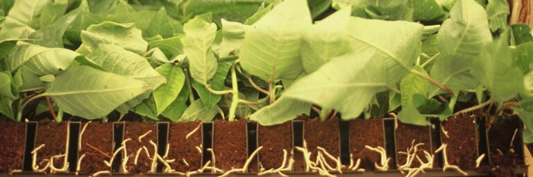 Scopri di più sull'articolo Come si esegue una talea