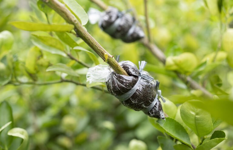 Read more about the article Air layering and other kind of layer