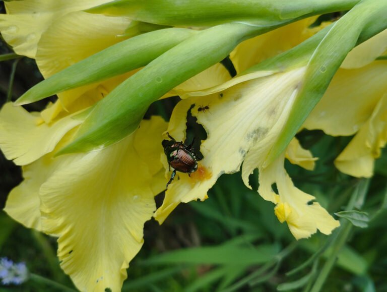 Scopri di più sull'articolo Un nuovo coleottero: Popillia japonica