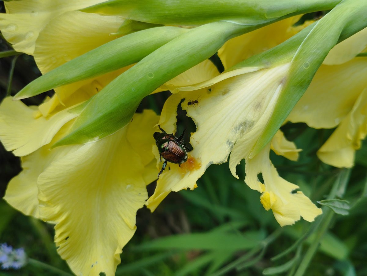 Al momento stai visualizzando Un nuovo coleottero: Popillia japonica