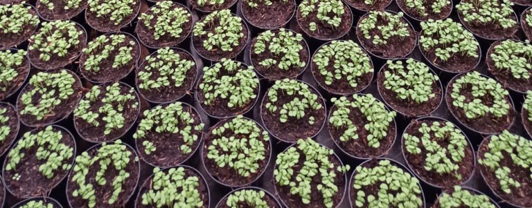 Scopri di più sull'articolo La moltiplicazione per seme