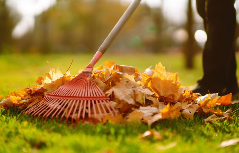 Read more about the article Jobs of the month: gardens and terraces in October