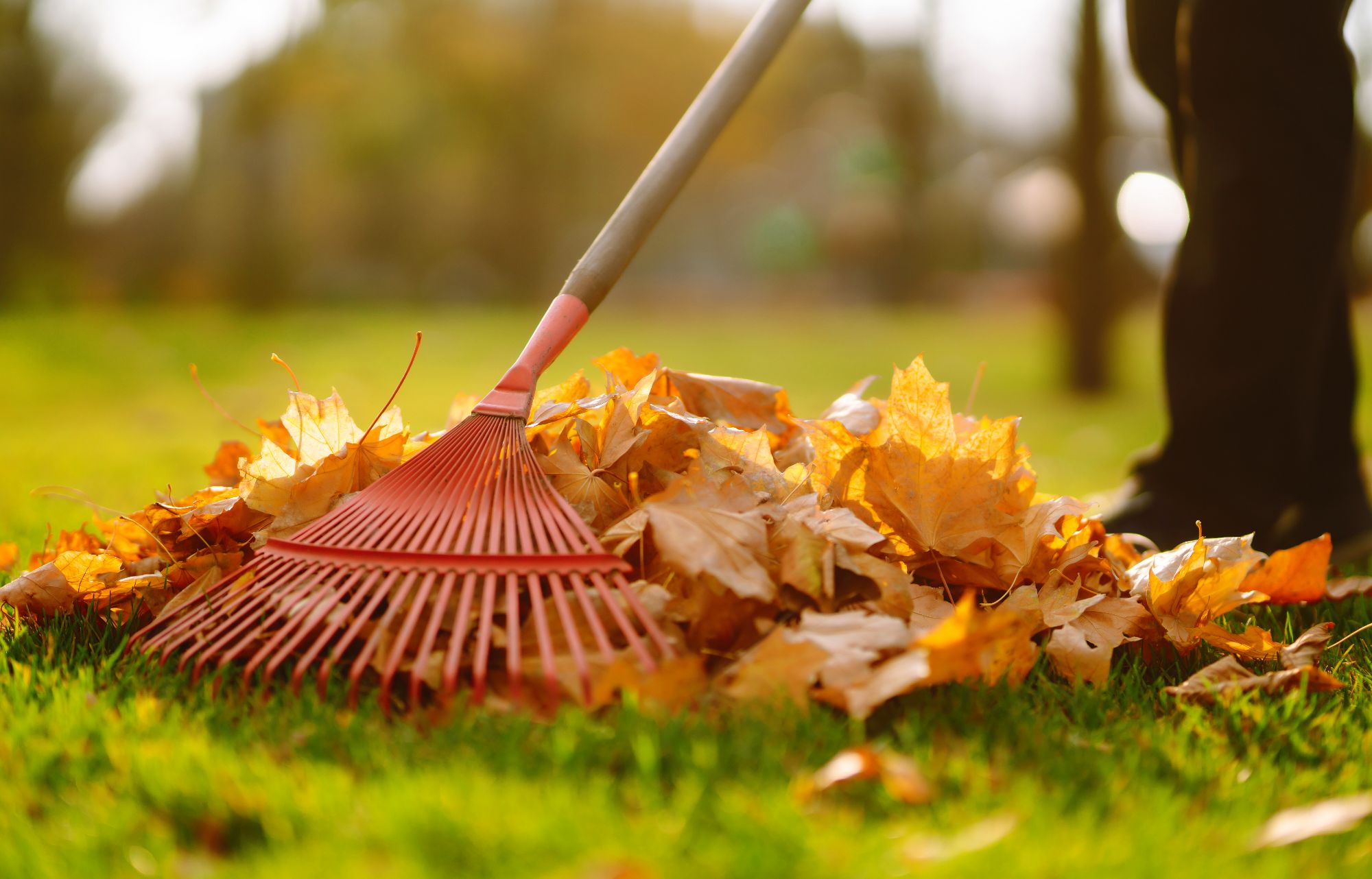 Al momento stai visualizzando I lavori del mese: giardini e terrazzi in Ottobre