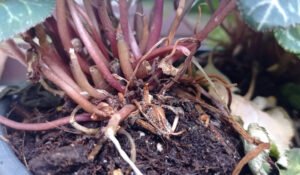 Scopri di più sull'articolo Botrytis cinerea o muffa grigia