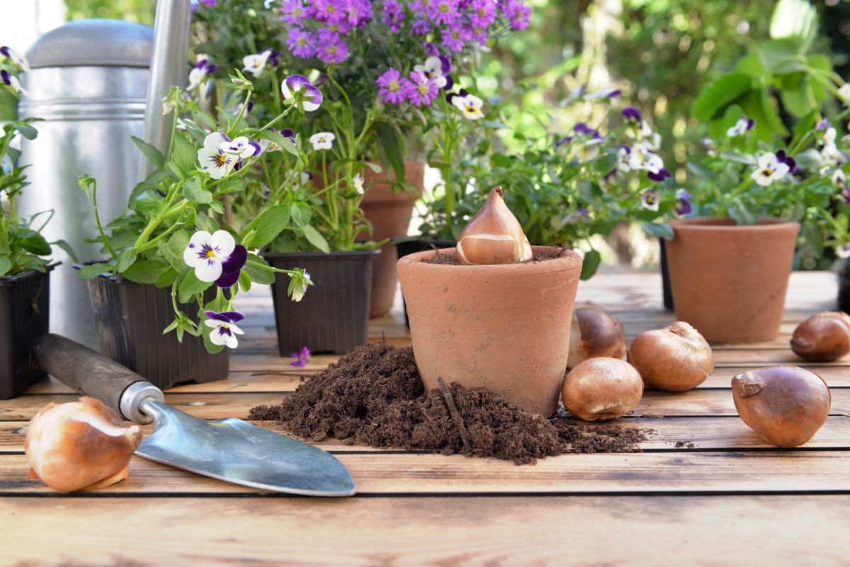 Al momento stai visualizzando I lavori del mese: giardini e terrazzi a Novembre