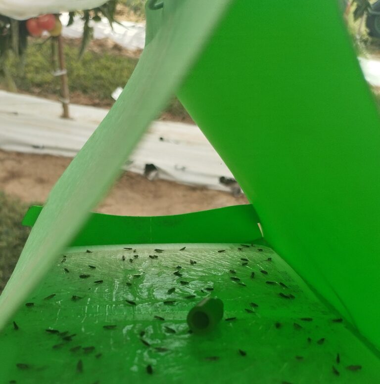 Scopri di più sull'articolo Tuta absoluta o tignola del pomodoro