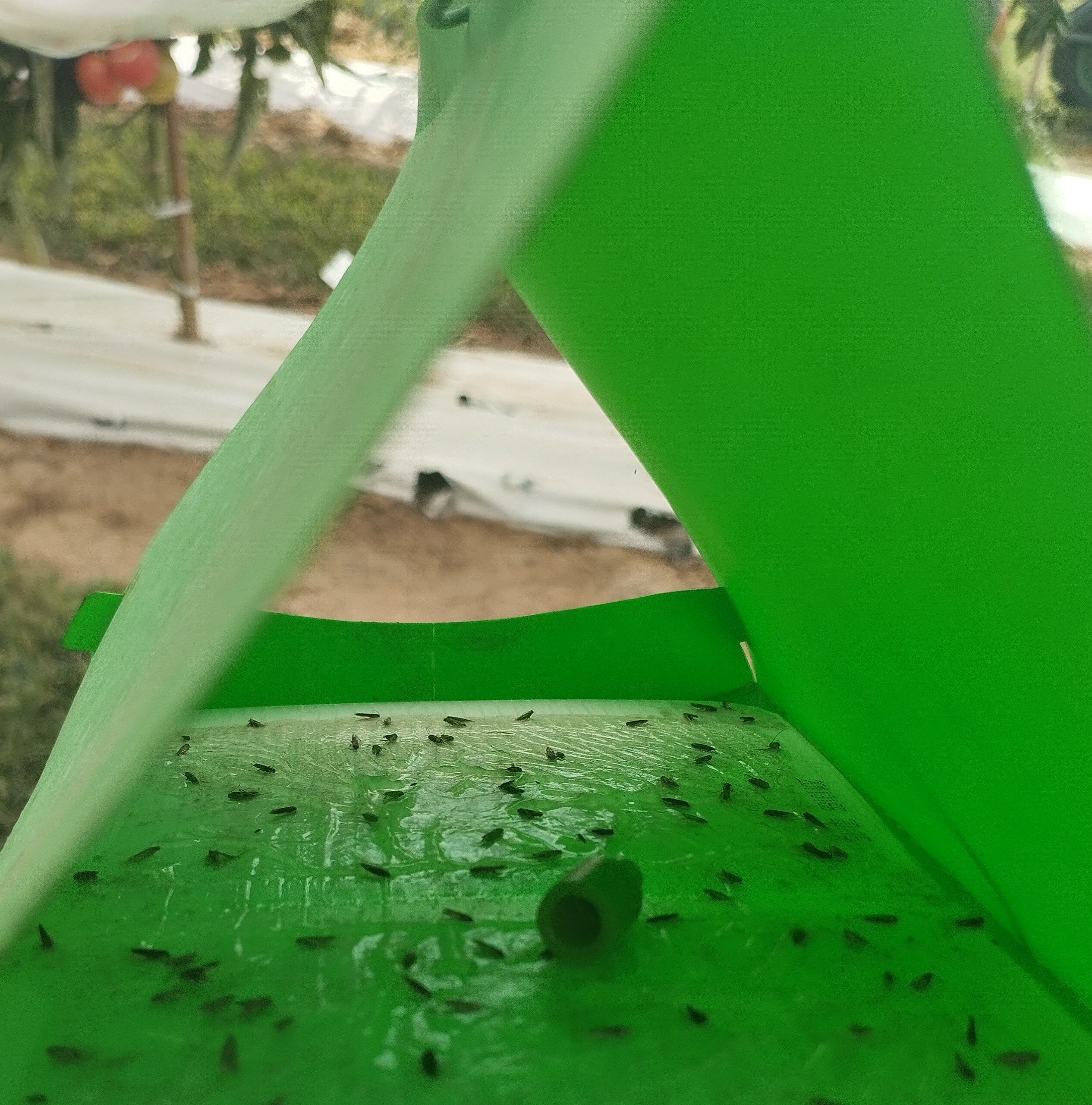 Al momento stai visualizzando Tuta absoluta o tignola del pomodoro