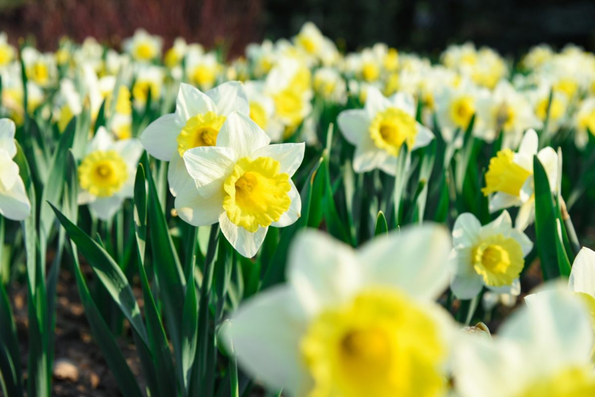 I lavori del mese: giardini e terrazzi a Febbraio