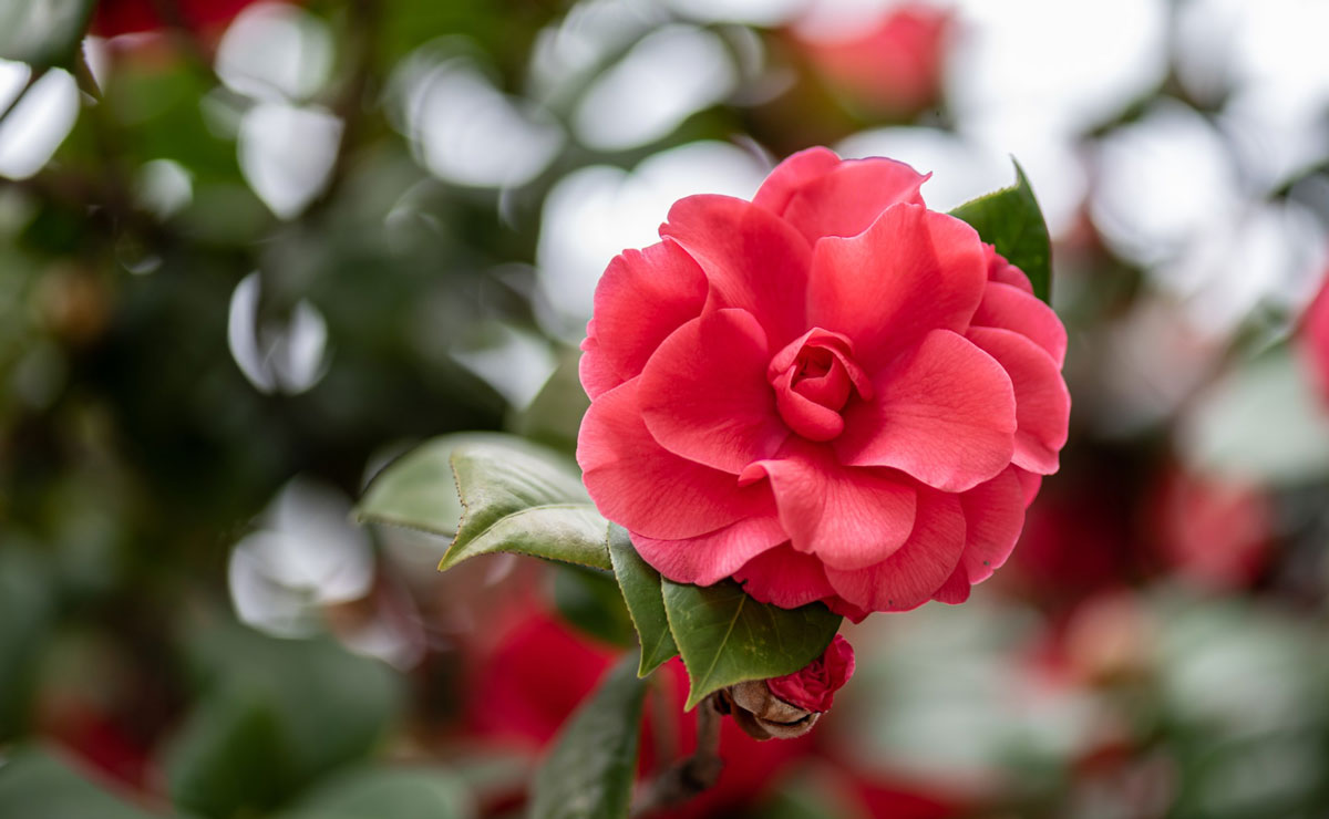 Al momento stai visualizzando La camelia