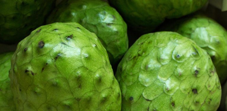 Scopri di più sull'articolo Conosciamo una nuova pianta da frutto: la Anona