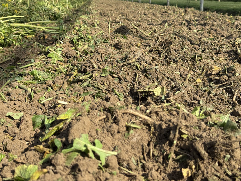 Al momento stai visualizzando Cos’è la biofumigazione?