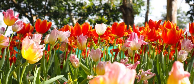 Scopri di più sull'articolo I lavori del mese: giardini e terrazzi a Marzo