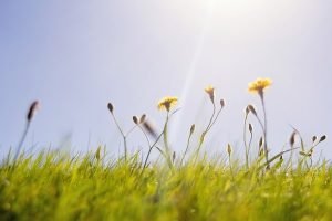 Scopri di più sull'articolo I lavori del mese: giardini e terrazzi a Luglio