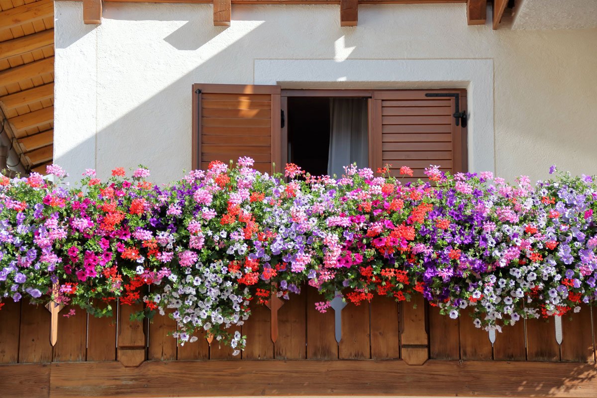 I lavori del mese: giardini e terrazzi a Giugno