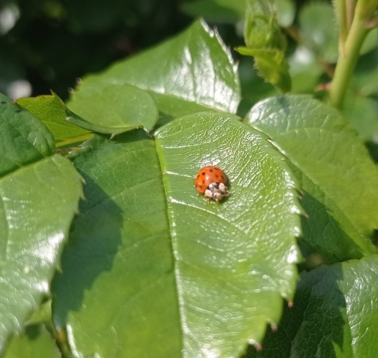Scopri di più sull'articolo La difesa biologica delle piante ornamentali