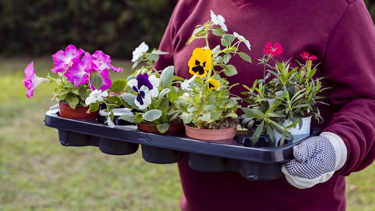 I lavori del mese: giardini e terrazzi a Settembre