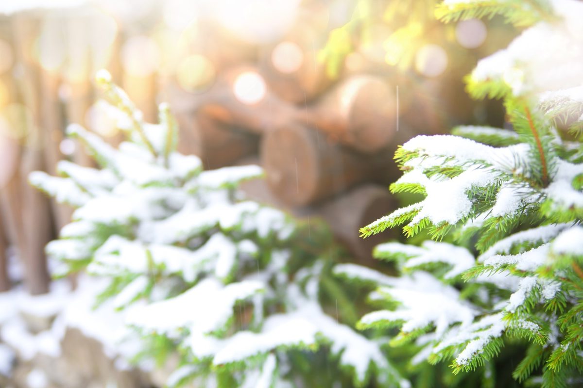 Work of the month: gardens and terraces in December