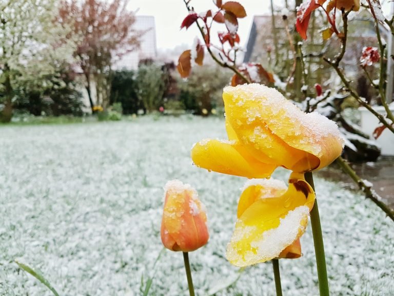 Read more about the article Work of the month: gardens and terraces in January