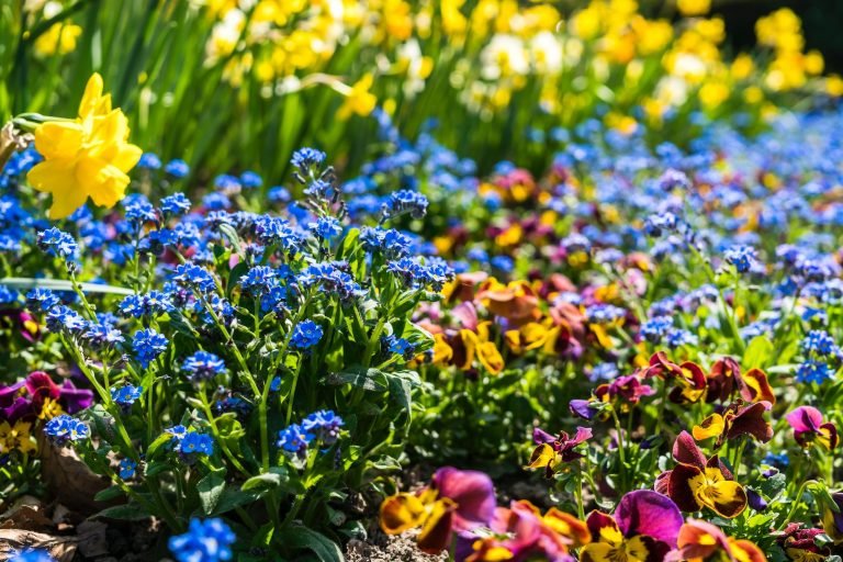 Scopri di più sull'articolo Composizioni in aiuola o in vaso:                                   giardini e terrazzi ad Aprile