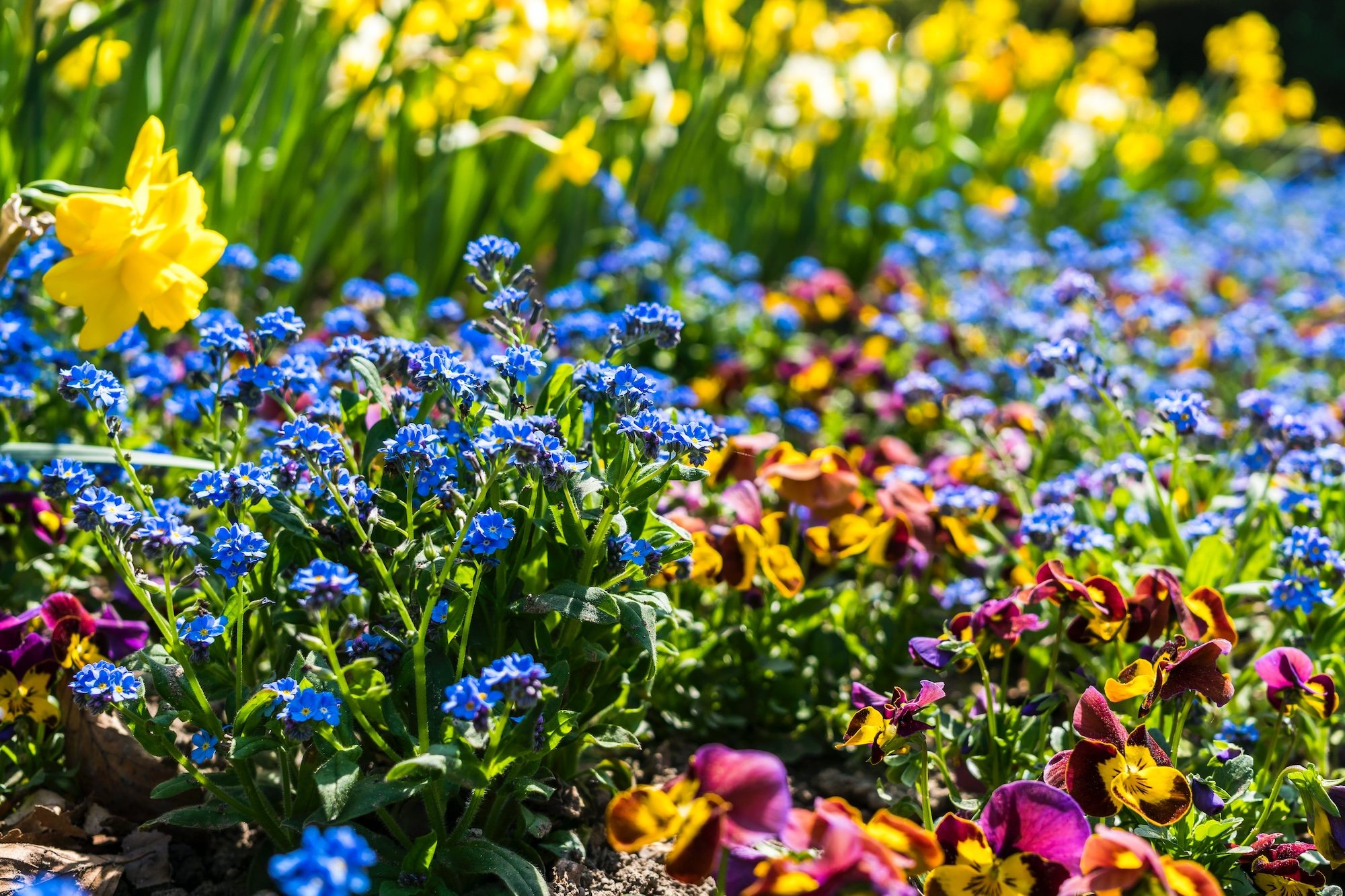 Composizioni in aiuola o in vaso:                                   giardini e terrazzi ad Aprile