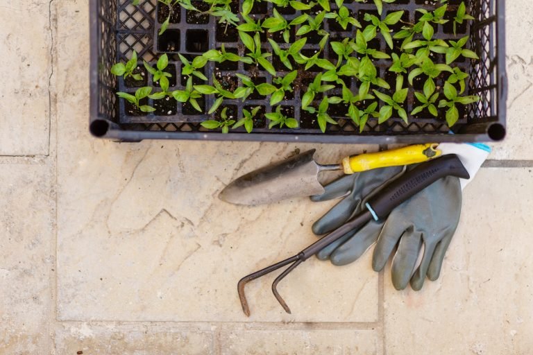 Scopri di più sull'articolo I trapianti: giardini e terrazzi a Maggio