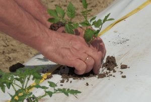 Scopri di più sull'articolo I lavori del mese: l’orto a Maggio